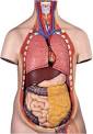 Anatomical Models